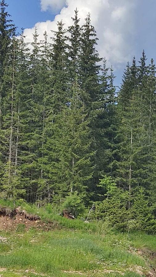 Vikendica Pine Tatil Evi *